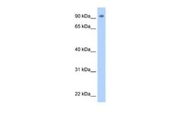 ZNF408 Antibody, Novus Biologicals 100 &mu;L; Unconjugated:Antibodies,